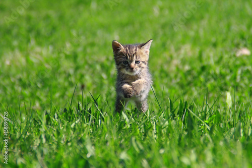 A small spotted kitten with blue eyes running along the green grass.