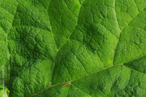 Fototapeta Big green burdock leaf close-up