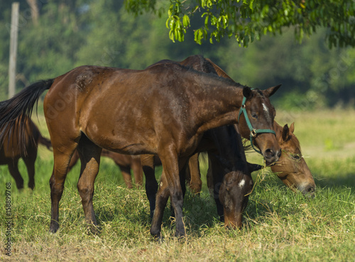 Group of three young horses...