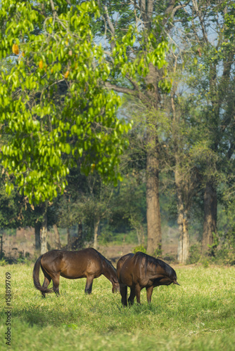Group of three young horses...
