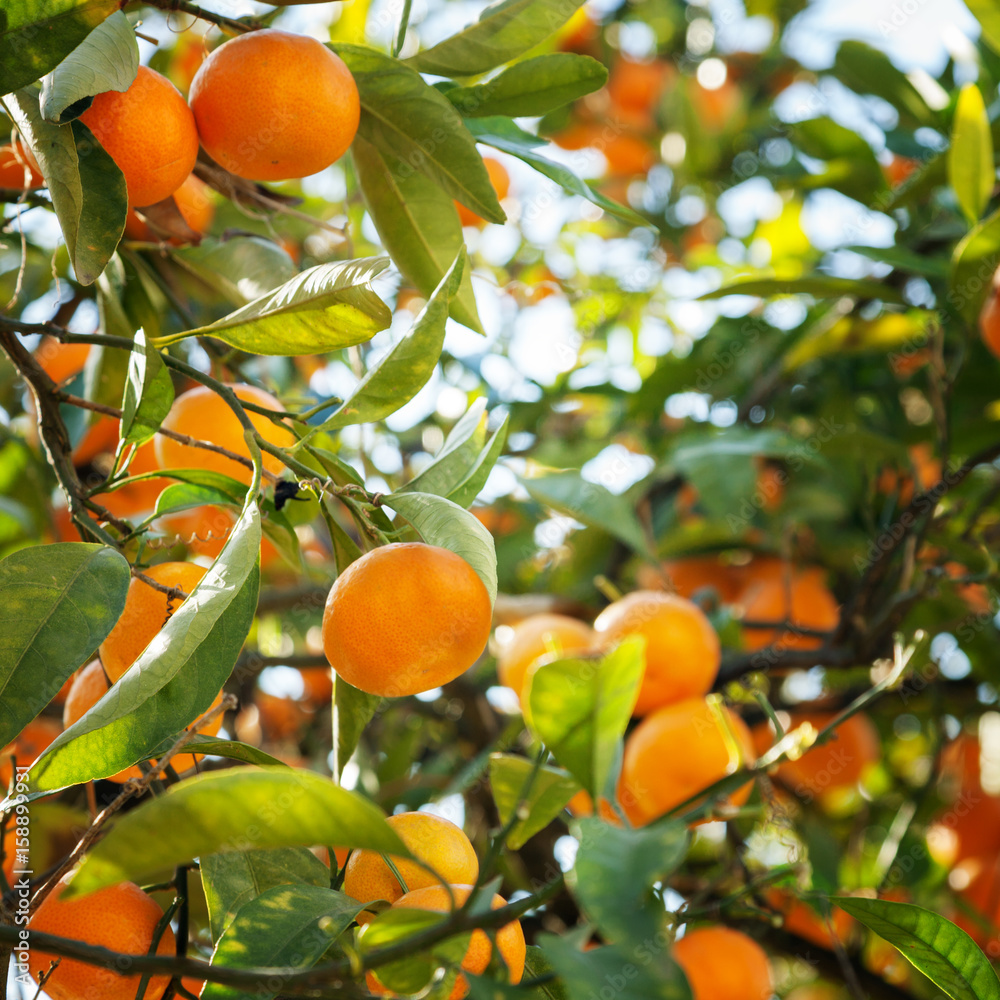 Ripe tangerines in the green foliage