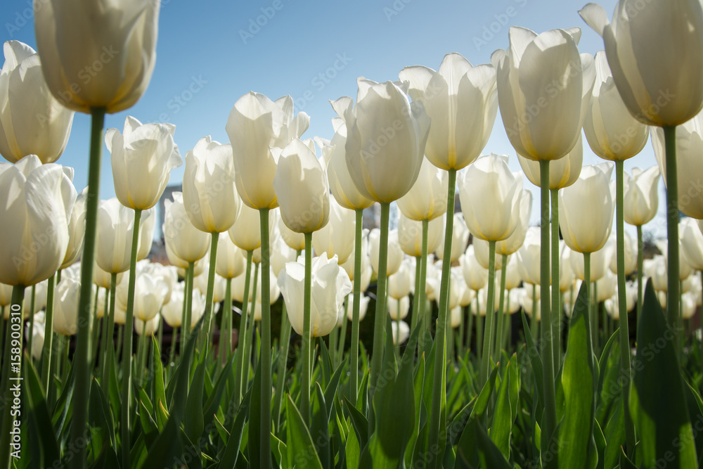 Obraz premium White high tulips in green foliage