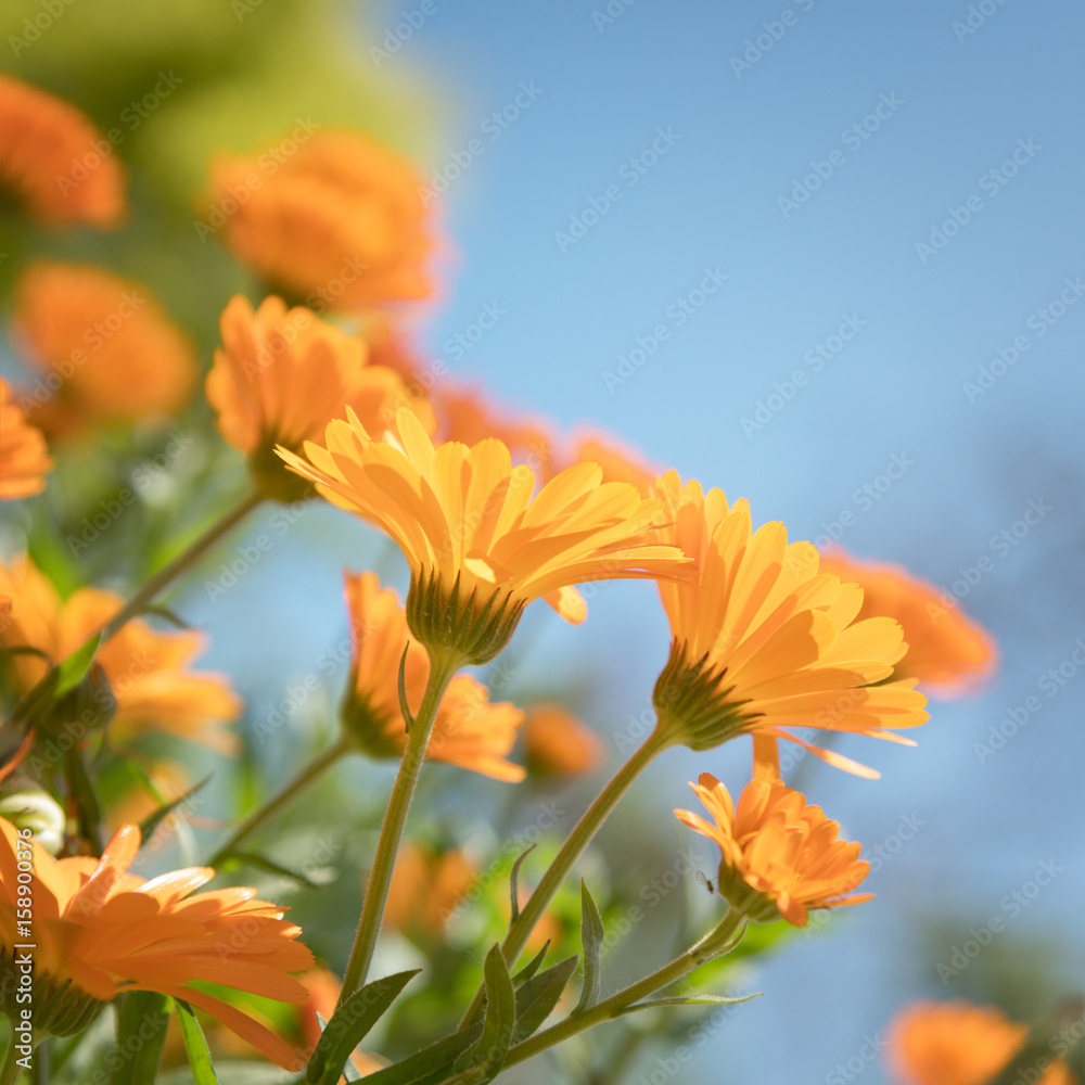 Delicate orange Marigold flowers on a background of blue sky Delicate orange Marigold flowers on a background of blue sky