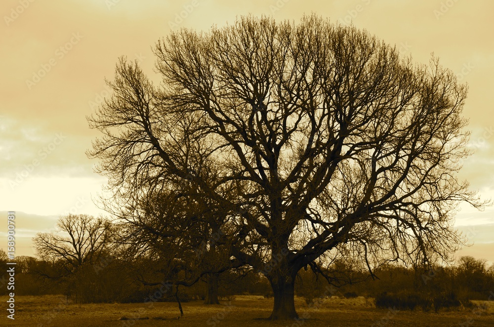 Fototapeta premium An isolated old tree without leaves. Horizontal autumn photo with patina.
