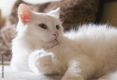 White cat resting on the couch