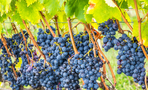 Parreiral com uvas. photo