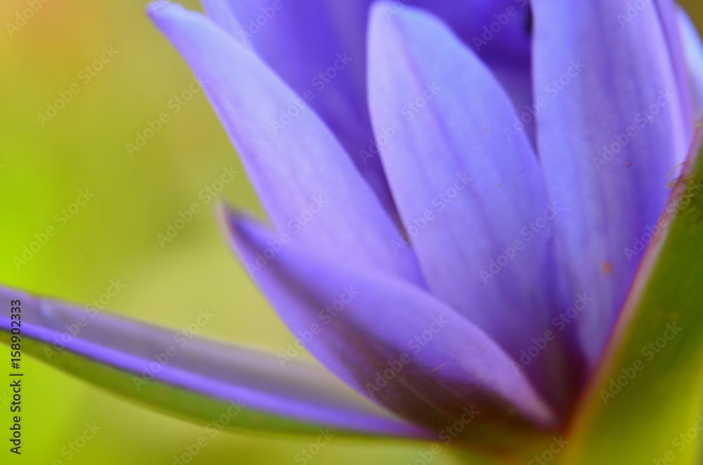 Horizontal macro photography of violet water lily. Abstract background. Artistic photo from Bali, Indonesia.