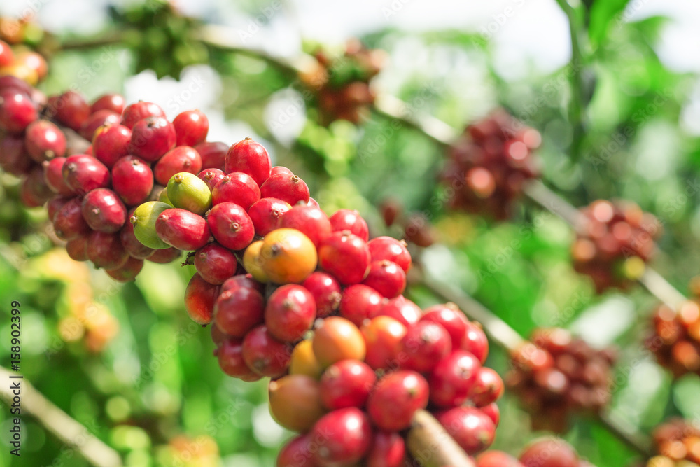 Branch of coffee beans