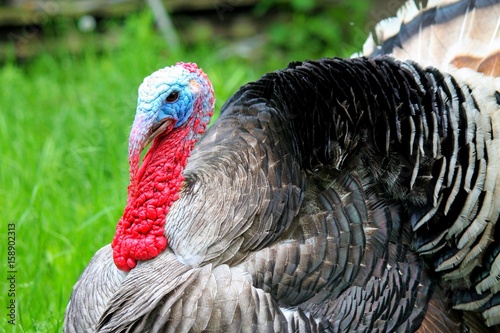 Turkey fluffed its feathers and tail