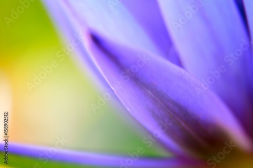 Horizontal macro photography of violet water lily. Abstract background. Artistic photo from Bali, Indonesia.