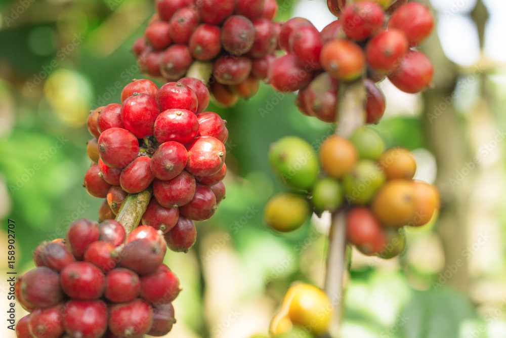 Branch of coffee beans