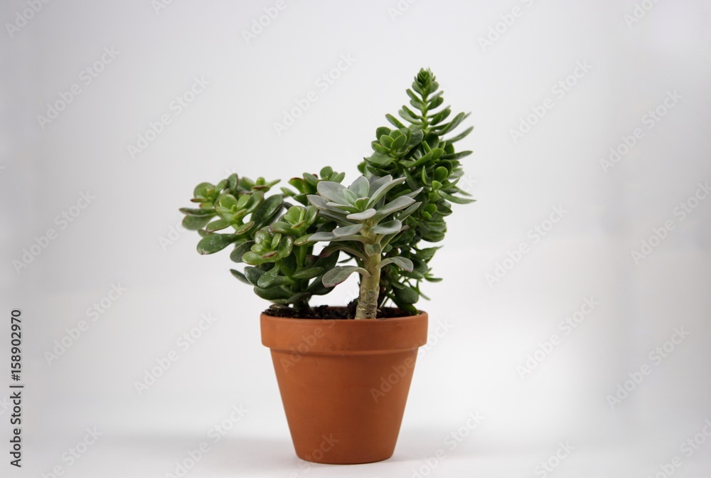 Small potted plant