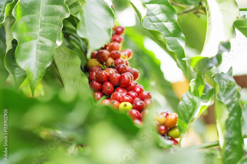 Branch of coffee beans