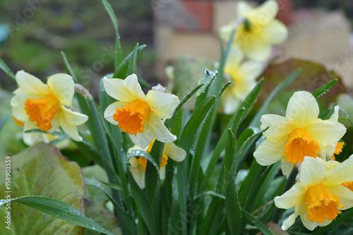 Fototapeta Naklejka Na Ścianę i Meble -  White  narcissus with raindrops on leaves
