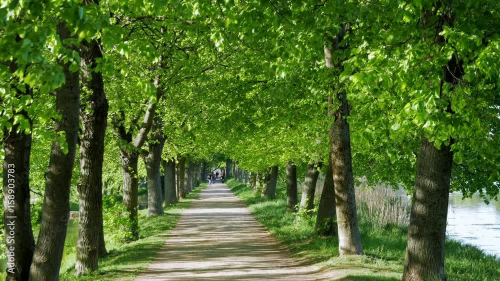 Summer stroll through the green park. The main avenue. Summer stroll through the green park. The main avenue.