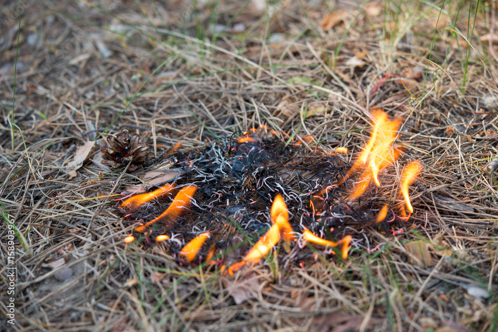 Forest Fire , the scorched earth, ecology Forest Fire , the scorched earth, ecology