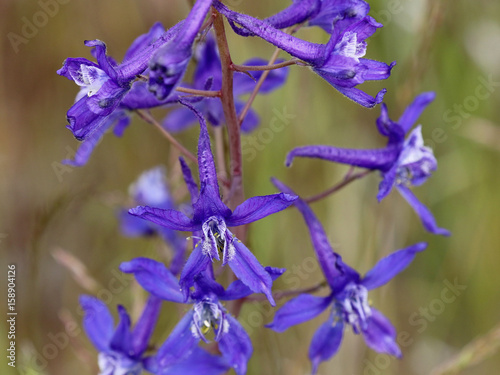 Blue Upland Larkspur - Delphinium nuttallianum