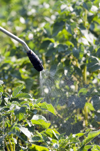 Protecting potatoes spray hand spray photo