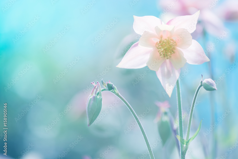Delicate Aquilegia flower pink against a blue background. soft selective focus. Artistic image of flowers outdoors.