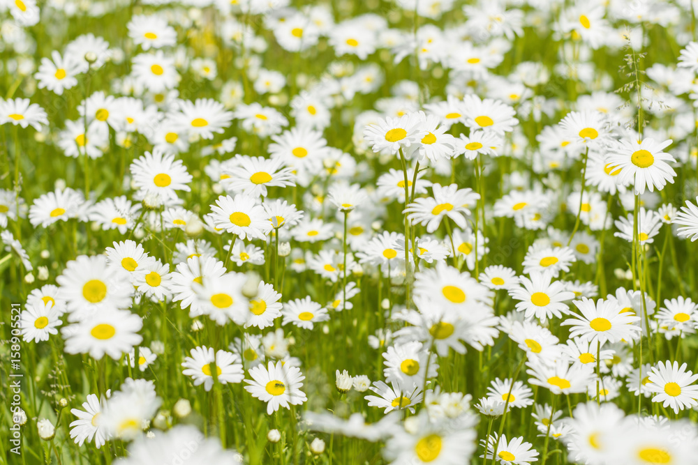 Fototapeta premium Beautiful Daisy flowers in the meadow. Chamomile field. Selective focus.