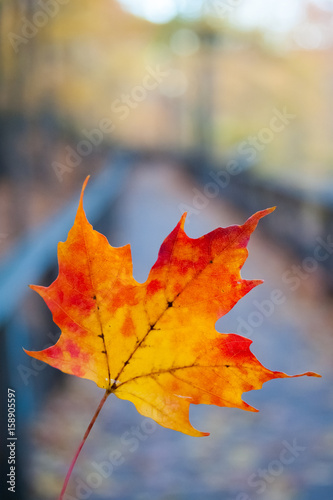 Autumn maple leaf on the wood board