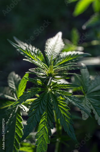 Sunlight in the thickets of wild marijuana. Selective focus.