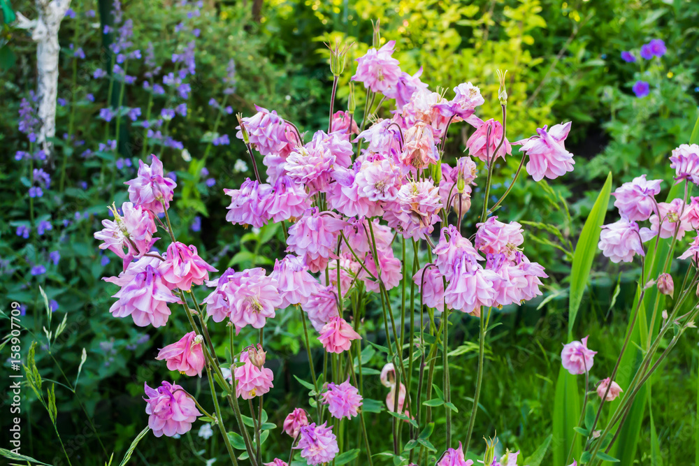 Aquilegia flowers bloom in the garden. Aquilegia flowers bloom in the garden.