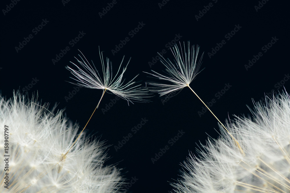 Fototapeta premium Two seeds of a dandelion on a dark background
