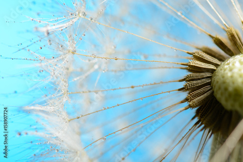 Fototapeta Naklejka Na Ścianę i Meble -  Drops of dew on a dandelion on blue background
