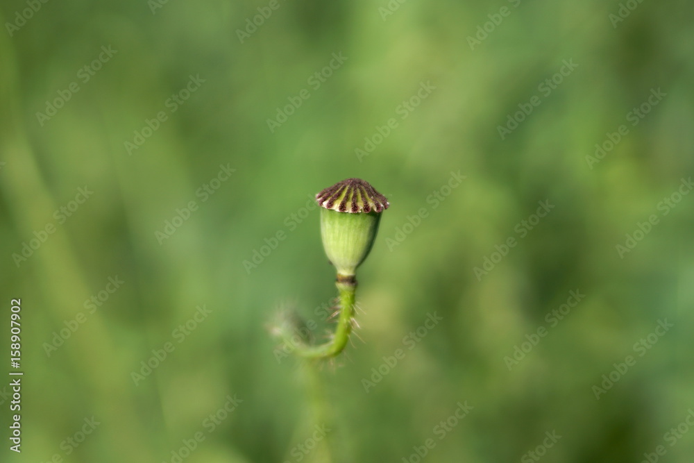 one head of the wild poppy field, green background, focus one head of the wild poppy field, green background, focus