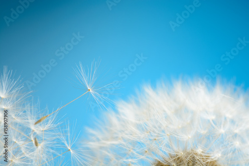 Dandelion seeds fly away © Ramil Gibadullin