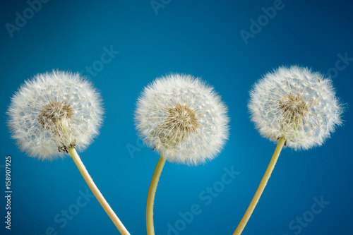 Three dandelion on blue background
