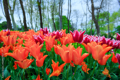 Orange tulips blooming flowers field  green grass lawn in beautiful spring park. Springtime concept.