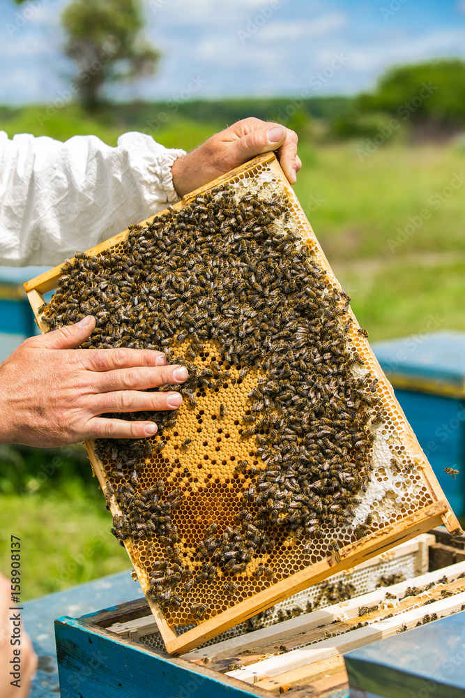 Frames of a bee hive. Hand of beekeeper is working with bees and beehives on the apiary. Frames of a bee hive. Hand of beekeeper is working with bees and beehives on the apiary.
