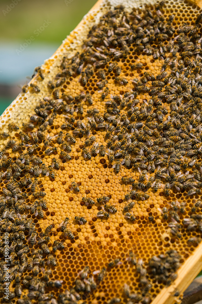 Close up view of the working bees on honey cells. Working bees on honeycomb Close up view of the working bees on honey cells. Working bees on honeycomb