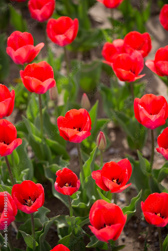 Obraz premium Beautiful red tulips in nature
