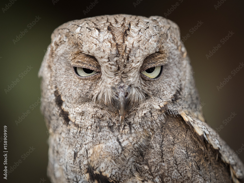 Fototapeta premium Eurasian scops owl (Otus scops) with big eyes portrait..