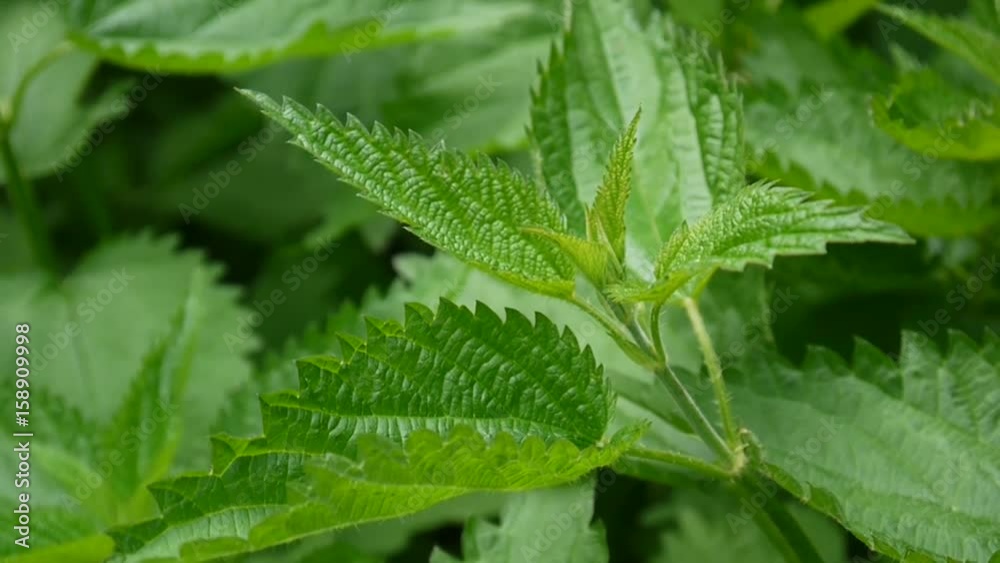 Fresh green nettle in spring wind breeze. Video footage static camera. Urtica dioica