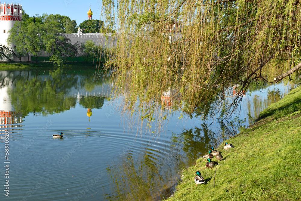 Ducks on shore under willow in park of Novodevichy Convent. Moscow, Russia