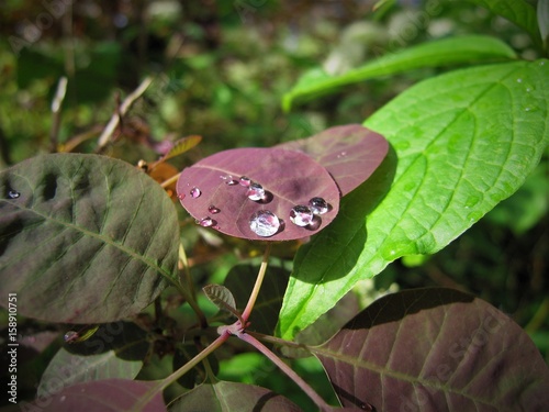 Purple leaves,