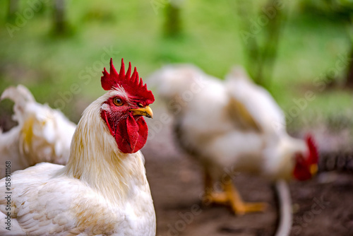 White chicken portrait on a farm photo