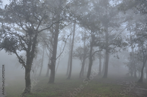 pine forest with fog