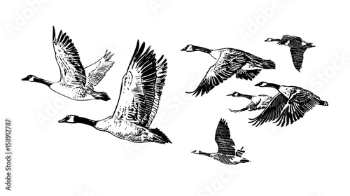 Flock of wild geese. photo