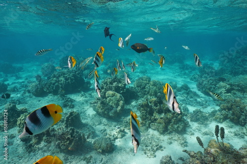 Fototapeta Naklejka Na Ścianę i Meble -  Tropical fishes underwater in a lagoon of a French Polynesian island, Pacific ocean