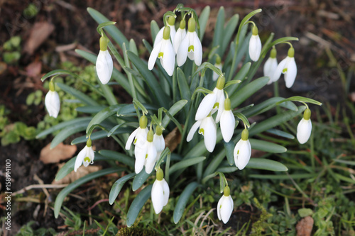 Blume Frühling weiß Schneeglöckchen Maiglöckchen Natur
