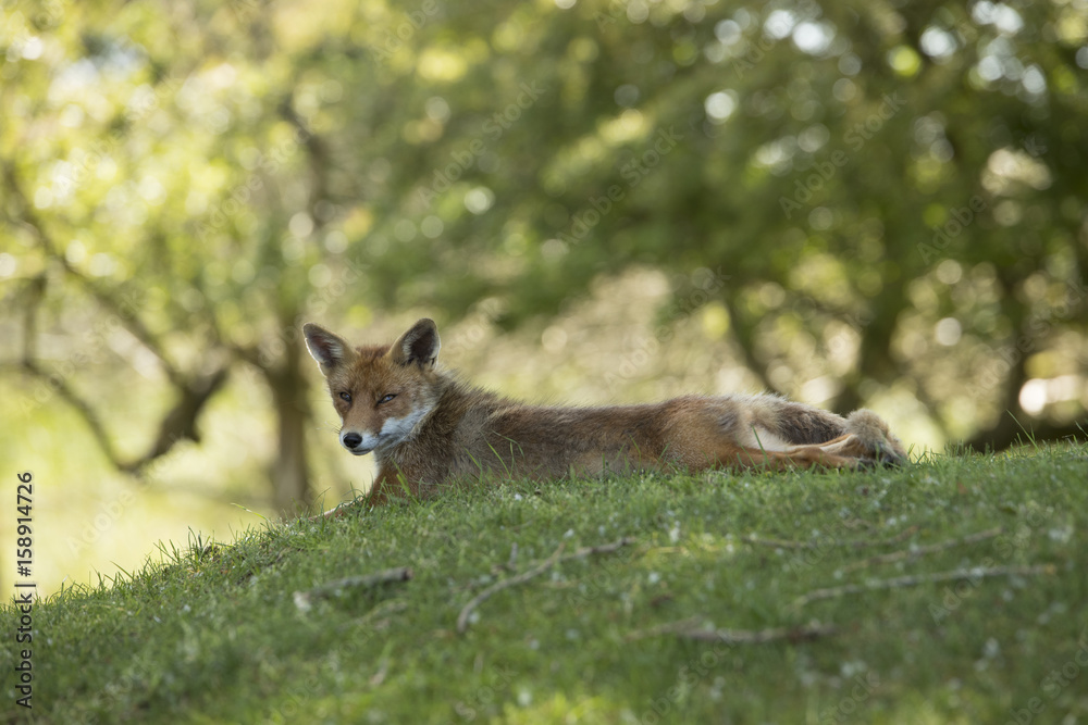 Red fox, lying stretched, looking in camera Red fox, lying stretched, looking in camera