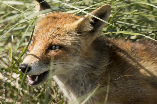 Red fox  close-up head