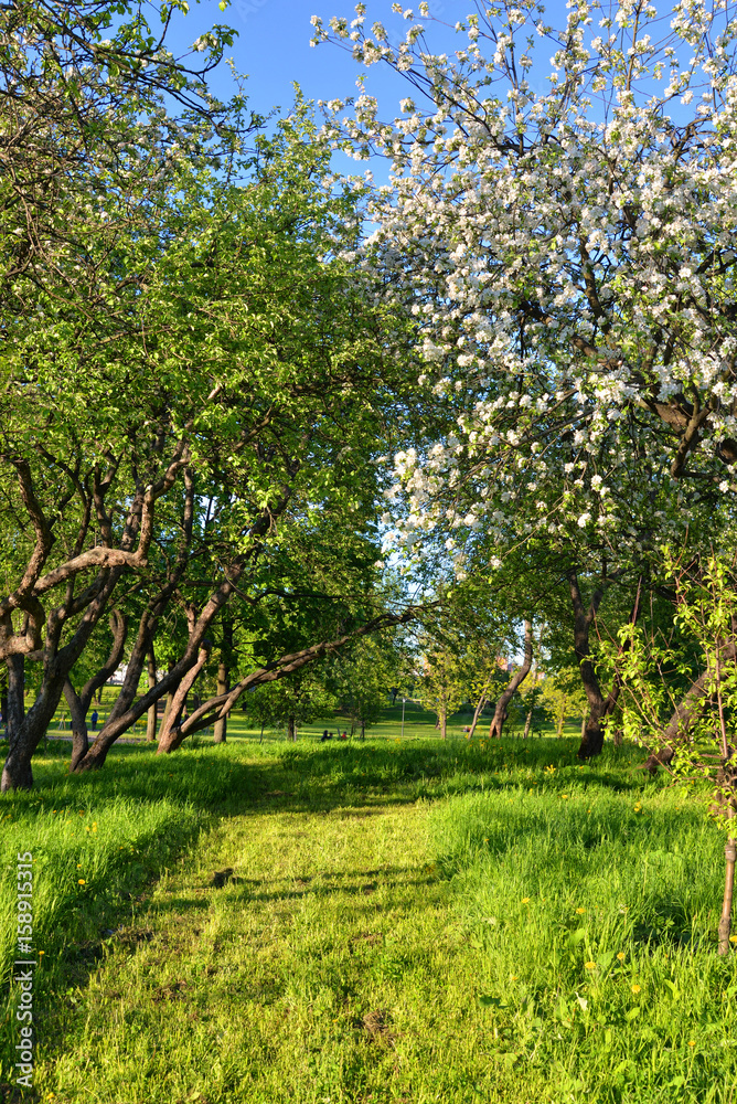 Garden with blooming apple trees.