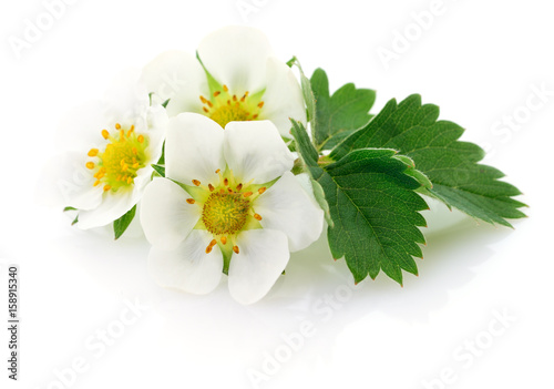 Strawberry flowers isolated