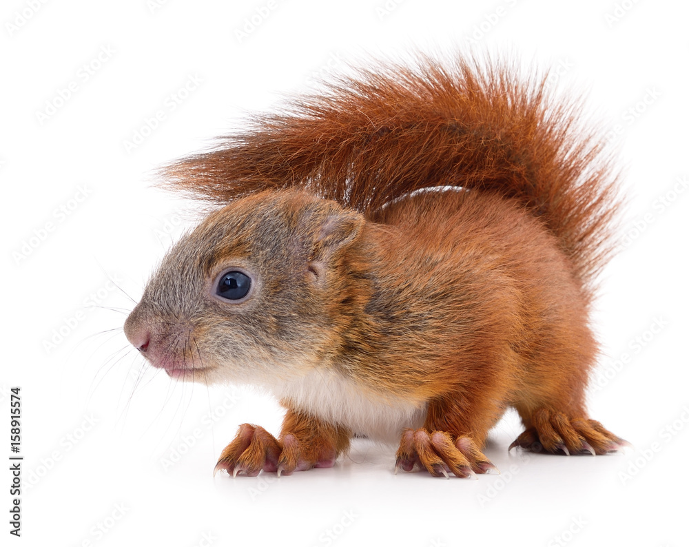 Eurasian red squirrel. Eurasian red squirrel.